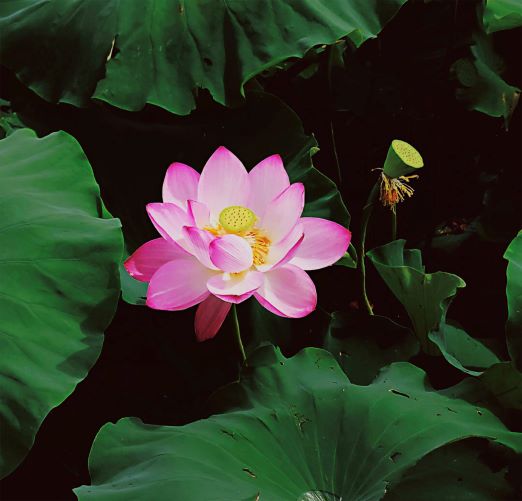 “廉”花3-乘务中心吕帅+107692+17537107692.jpg “廉”花3-乘务中心吕帅+107692+17537107692.jpg