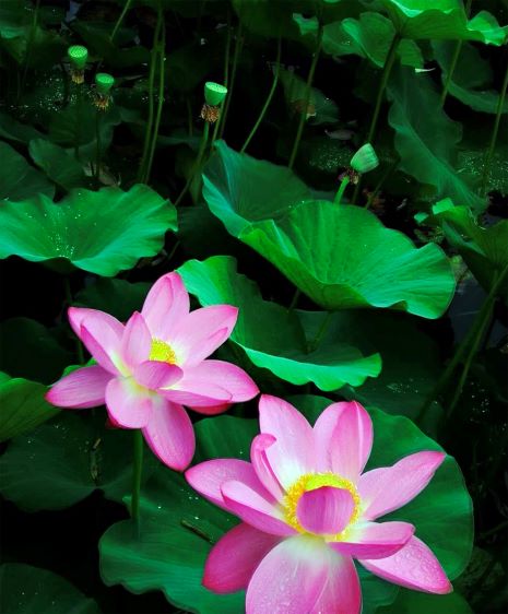 “廉”花1-乘务中心吕帅+107692+17537107692.jpg “廉”花1-乘务中心吕帅+107692+17537107692.jpg